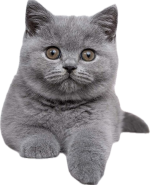 Onderwerp